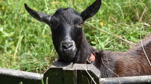 Banner-Goat