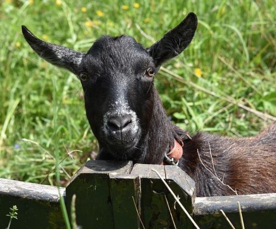 Banner-Goat